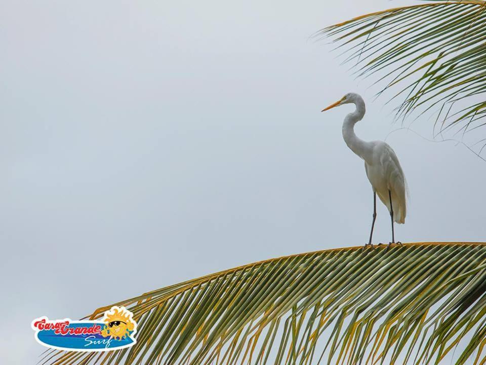 Casa Grande Surf Hotel Guachaca Ngoại thất bức ảnh